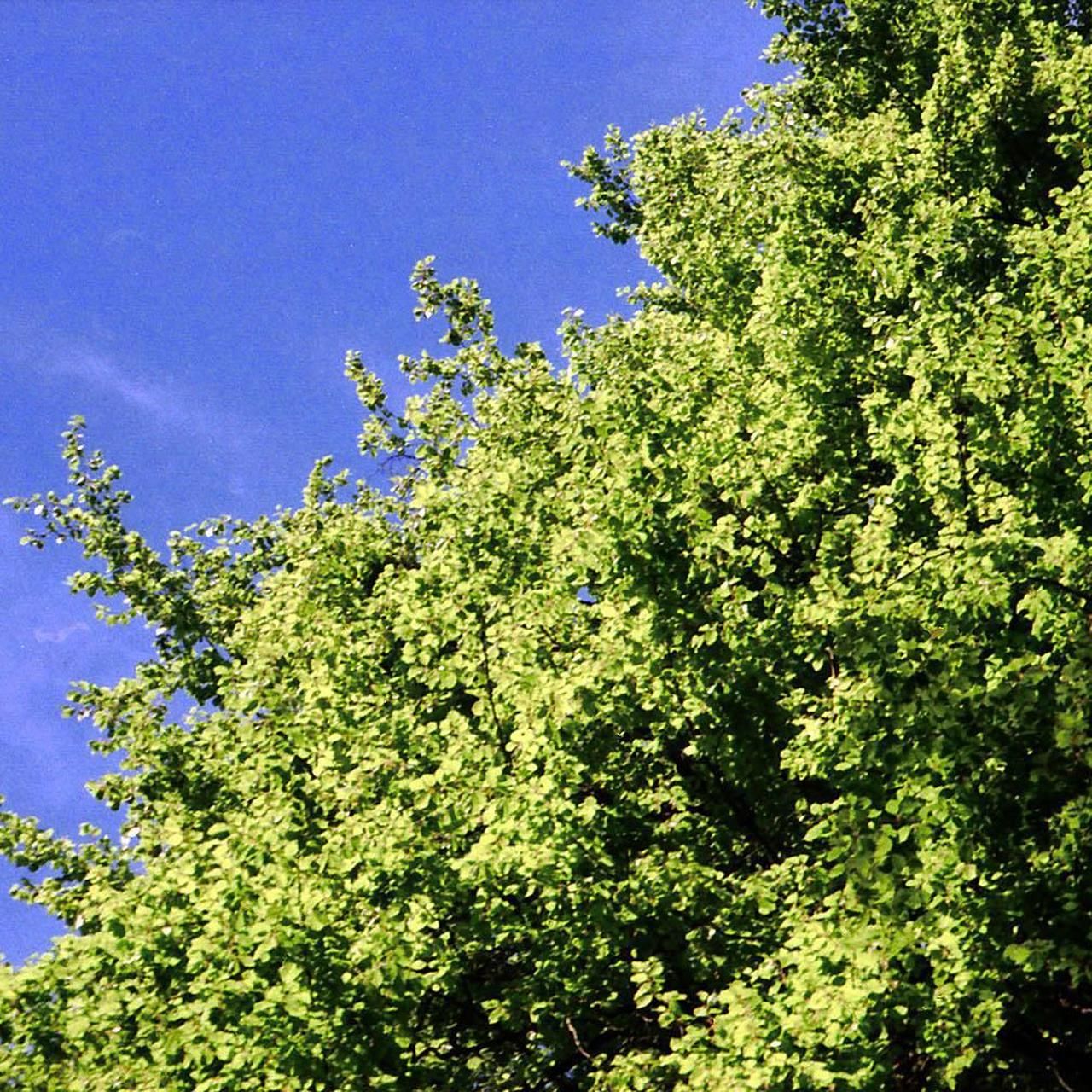 Camera: Beirette VSN - Image 5