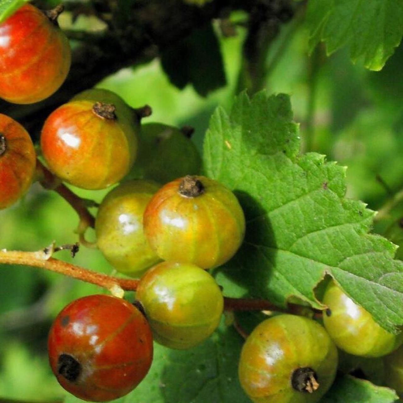 Camera: Minolta Dimage Z5 - Image 7