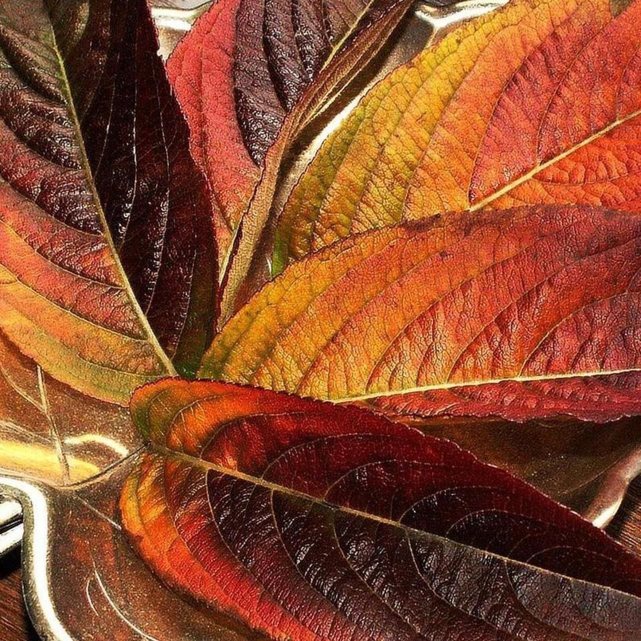 Camera: Minolta Dimage Z5 - Image 6