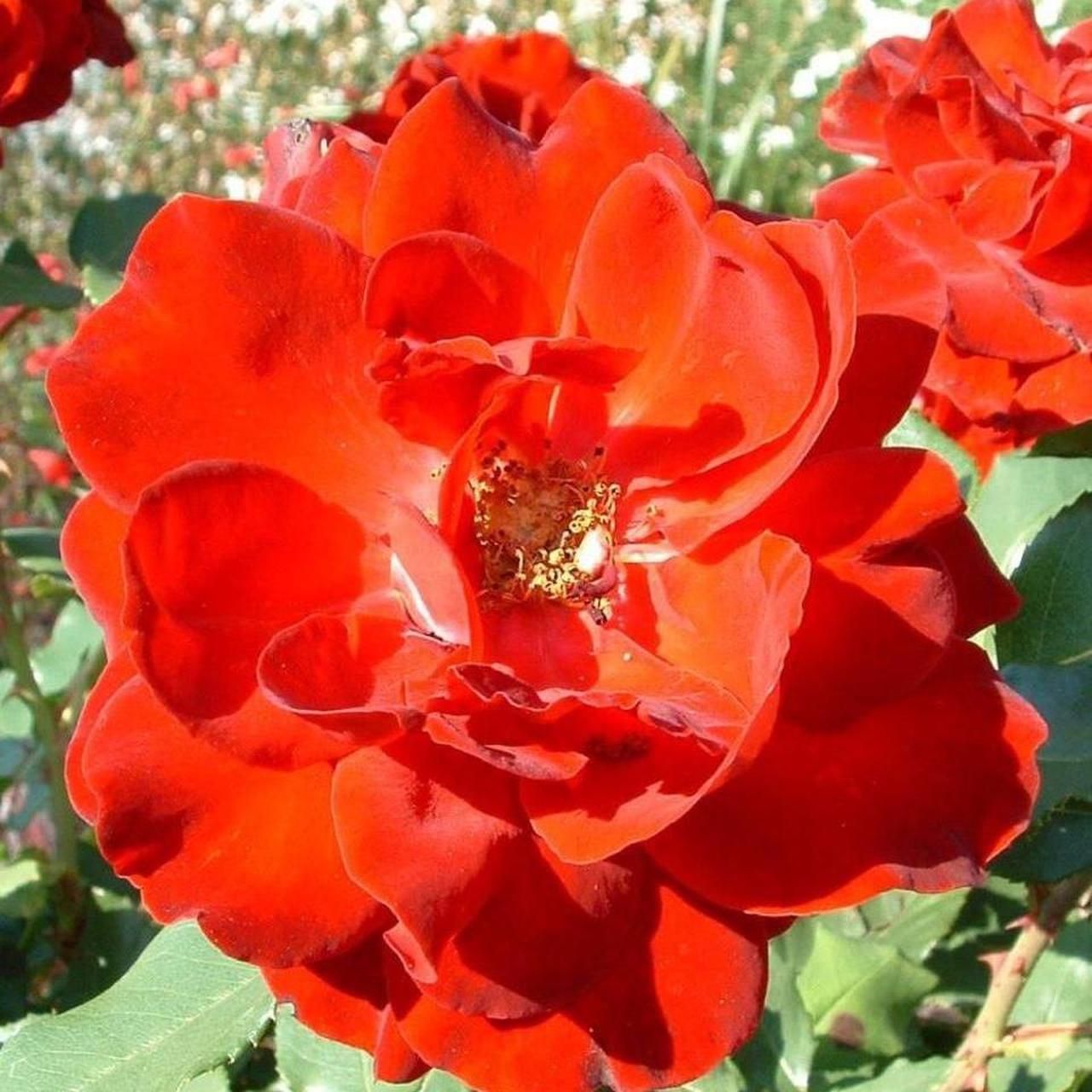 Camera: Fujifilm FinePix S304 - Image 6