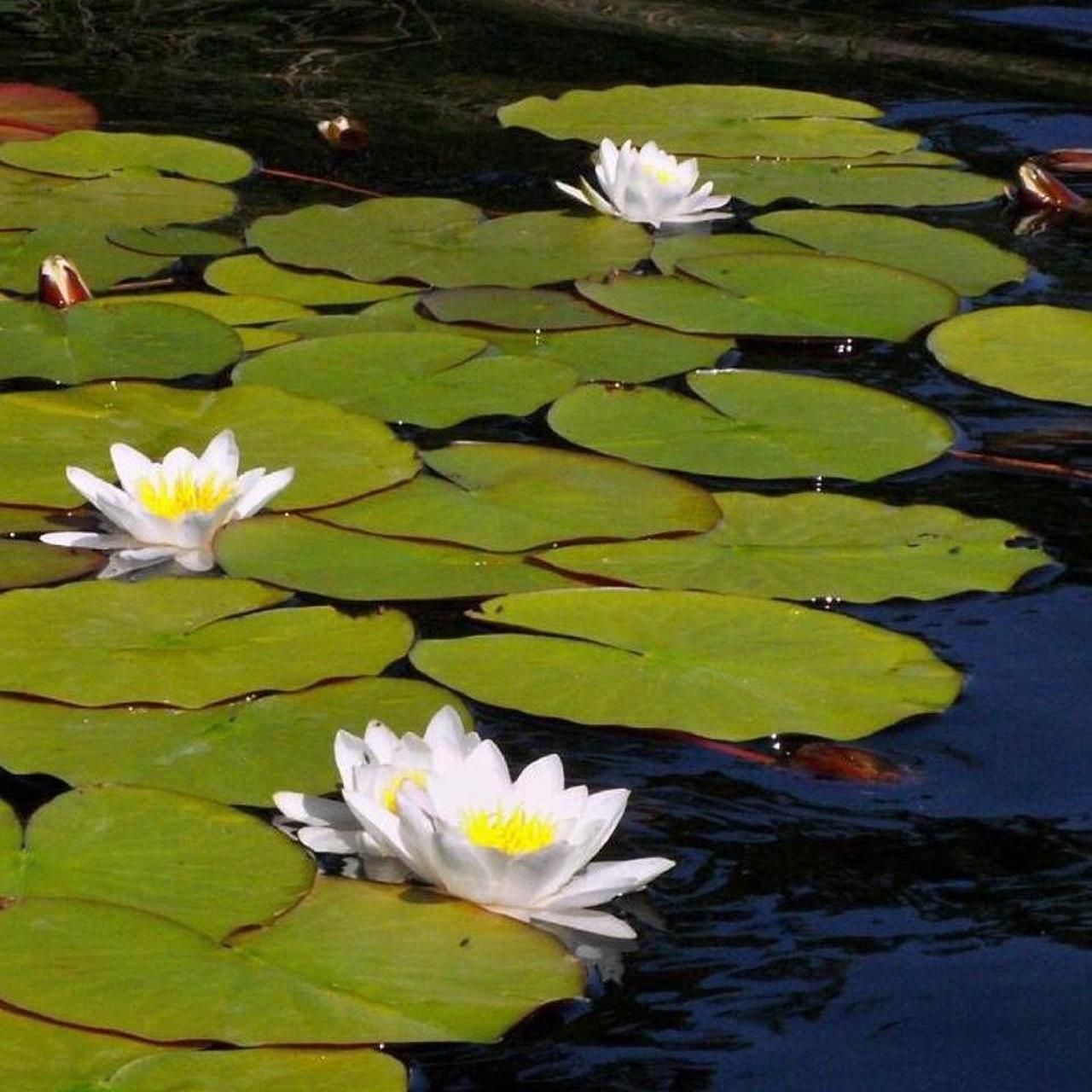 Camera: Minolta Dimage Z5 - Image 5