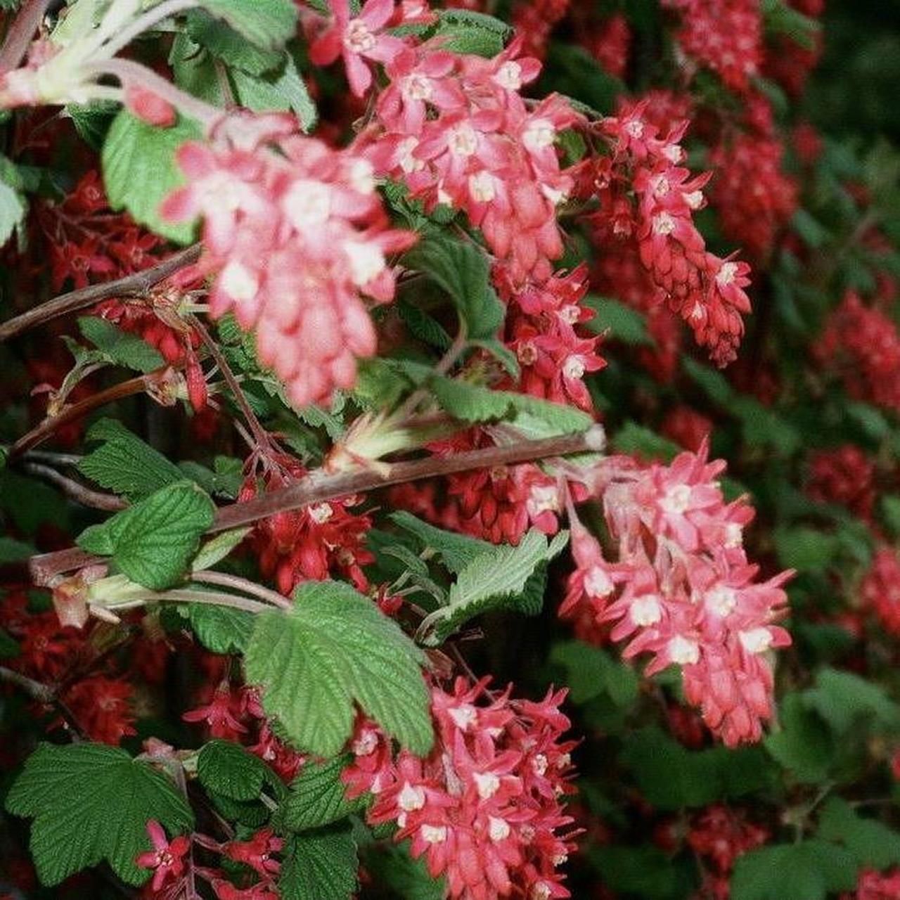 Camera: Samsung AF1050 Zoom - Image 5