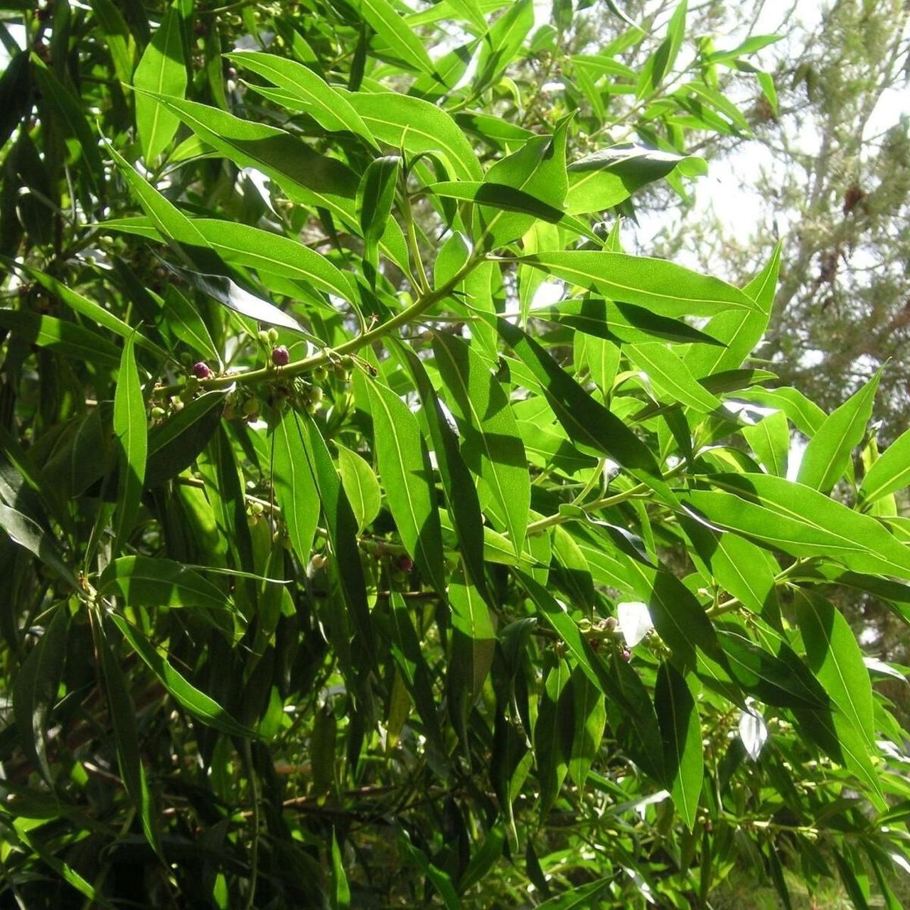 Camera: Konica DIMAGE X50 - Image 5