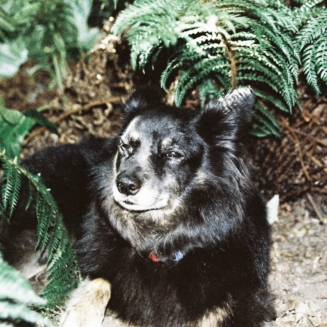 Camera: Minolta AF-E - Image 6