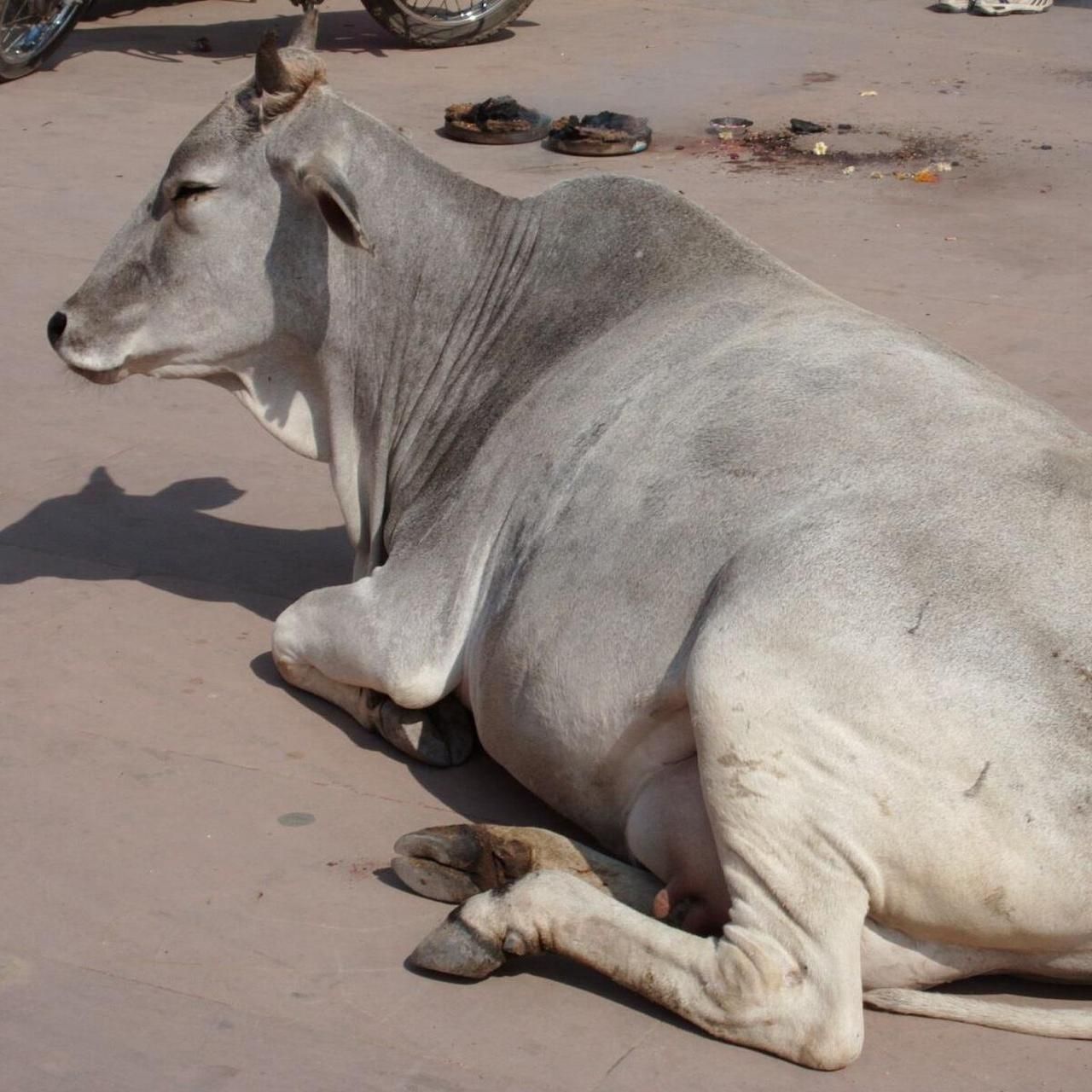 Camera: Minolta Dimage Z6 - Image 8