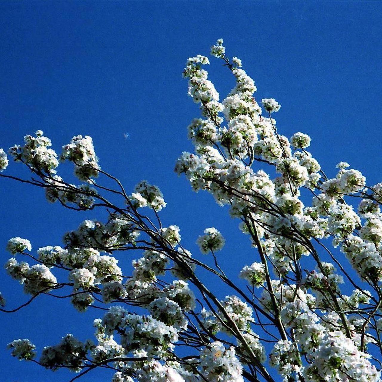 Camera: Zeiss Ikon Continette - Image 5