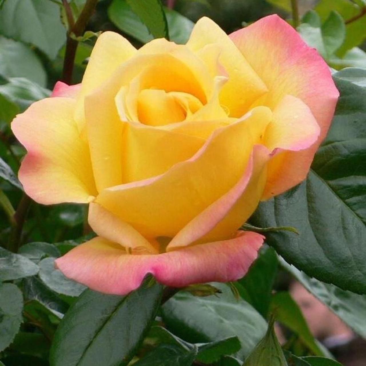 Camera: Olympus U-Mini (Digital MJU) - Image 5